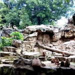 Our Favorite Spots in Singapore Zoo