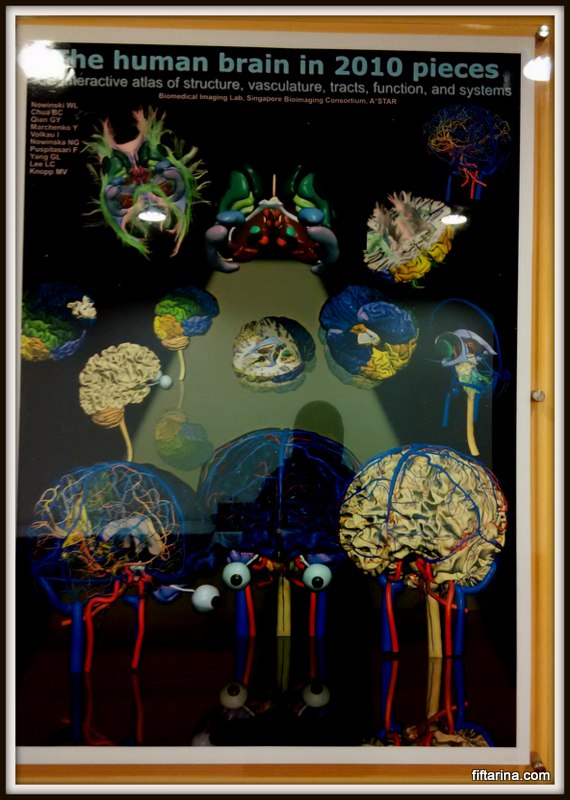 the human brain in 2010 pieces magna cumlaude award