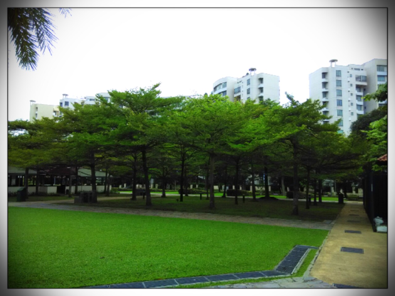 lovely trees choa chu kang park
