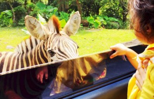 animal-close-encounter-taman-safari2