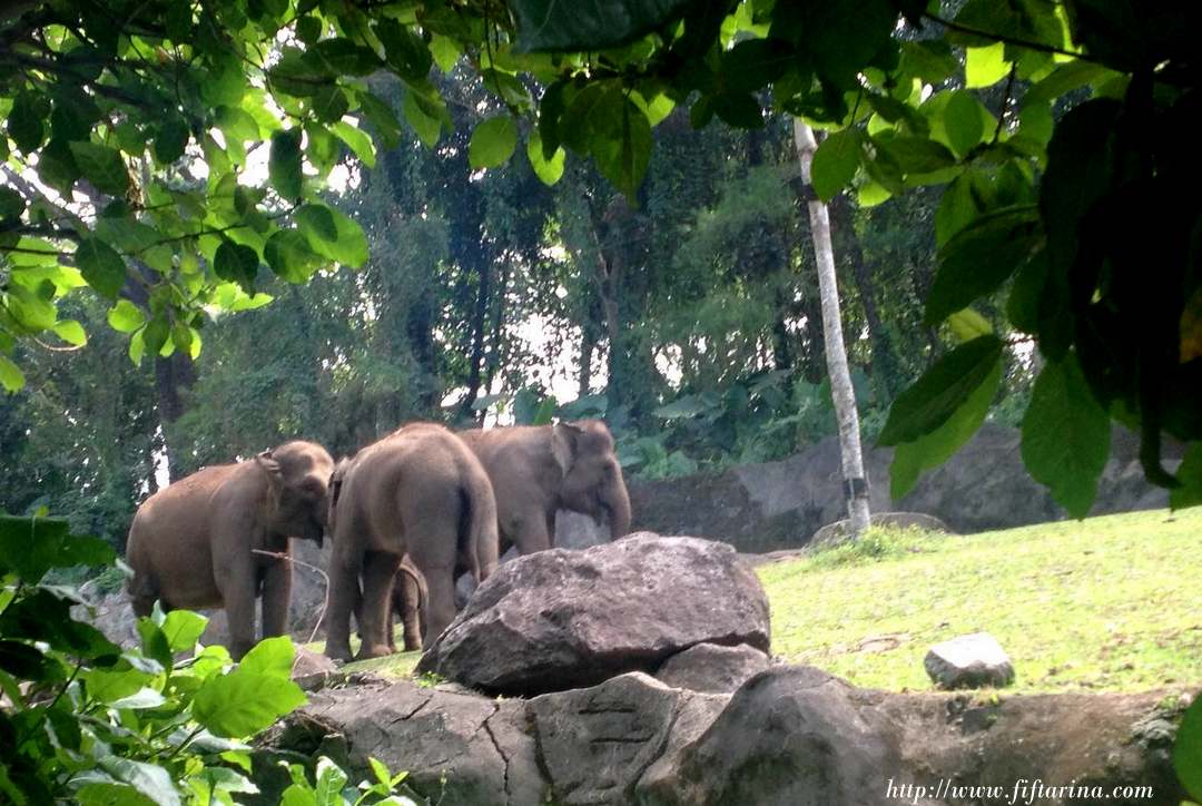 elephant_family_safari_adventure